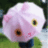 buqofatovoj's profile image