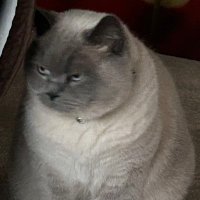 Ryan (@gerechtigkeit09) Twitter profile photo