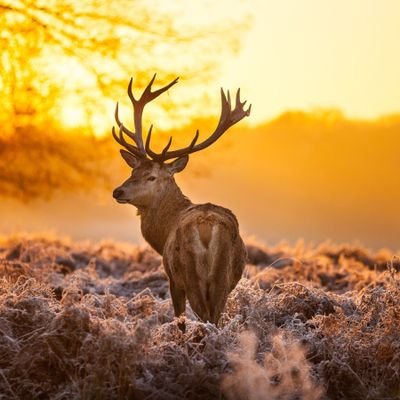 ndaniyaboeing's profile picture. Kenyan Spirit