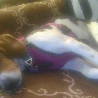 love all animals great n small  proud dog mom to my gorgeous adopted beagle Rosie