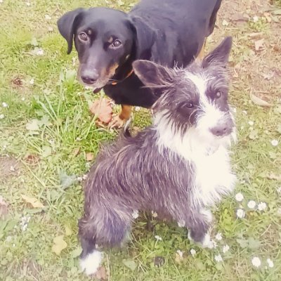 F4G1J4's profile picture. Für eine lebenswerte Zukunft, liebe Hunde und Katzen, bin Leseratte, für Klima- und Umweltschutz, für den Sieg der Ukraine, und natürlich gegen rechts.