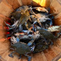 Casual Crabbing with Tia (@casualcrabbing) 's Twitter Profile
