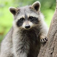 Raccoon_world2(@raccoon_World2) 's Twitter Profile Photo