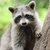 Raccoon_world2 (@raccoon_World2) Twitter profile photo