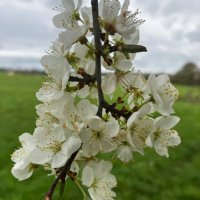 Cleverclogs (@cleverclog67596) 's Twitter Profile