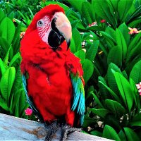 So Tx Botanical Gdns (@gdnsso) 's Twitter Profile