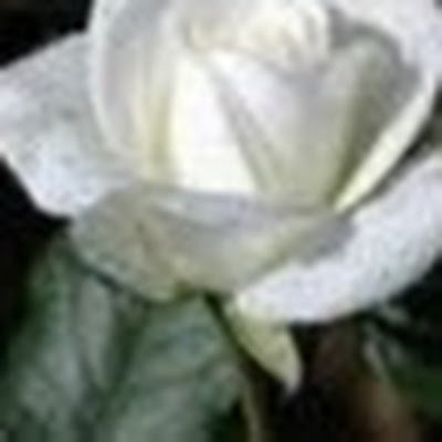 rawanrawan91174's profile picture. 