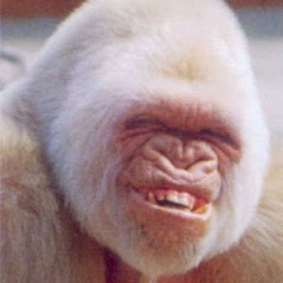 GorillaGus60117's profile picture. The 14 Noble Words:

"We must acknowledge the transient nature of the mundane world and seek final enlightenment."