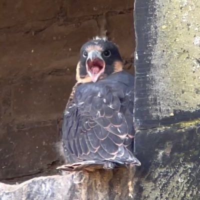 The Bradford Peregrine Trail is a conservation project connecting the people of Bradford with the exciting wildlife on our doorsteps (and local mill chimneys)