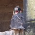 Bradford Peregrines (@bradperegrines) Twitter profile photo