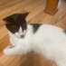 Orion the Cat (@oriontheorion) Twitter profile photo Orion the Cat (@oriontheorion) Twitter profile photo