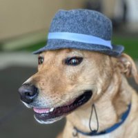 Scott Basinger (@sjbasinger) 's Twitter Profile
