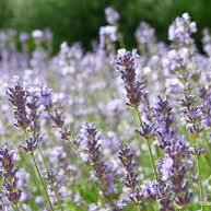 Kozama2020's profile picture. بكالوريوس (أحياء عامة) 👩🏻‍🔬📚                             ماجستير إدارة عامة ، ربي وفقني وسدد خُطاي ،     محبه لعمل الخير.