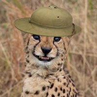 Guépard de droite 🇧🇪 (@gueparddedroite) 's Twitter Profile