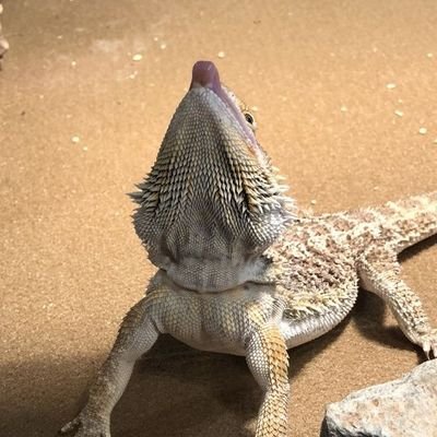 IrenLukino's profile picture. Ні. Це ви розкажіть про себе