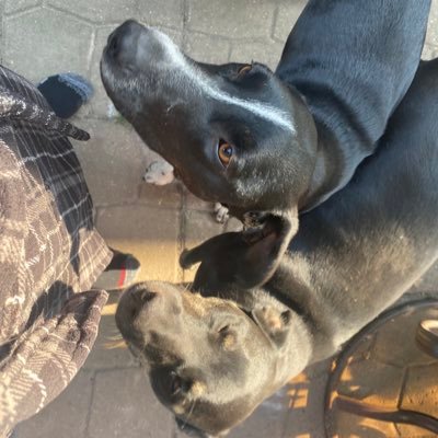 DDestructo_'s profile picture. my mother was a can opener and my father was a wood duck #BLM #smashthepatriarchy #neurodiversity #ADHD