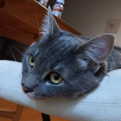 espydoodles's profile picture. :･ﾟ✧:･.☽˚｡･ﾟ✧:･.: