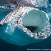 Shark Sherriff (@shark_sheriff) 's Twitter Profile Photo