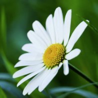 Zeus (@canancanansenn) 's Twitter Profile