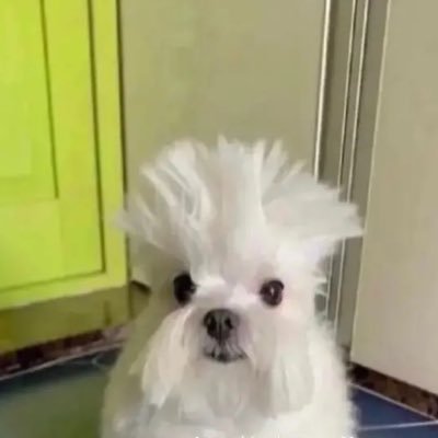 scoopdittywoop's profile picture. 🤙