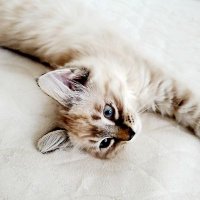 保護猫 ねね (@hogoneconene222) 's Twitter Profile