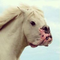 Mr. Dog Horse (@mrdoghorse) 's Twitter Profile