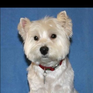 DeniseBuchanan2's profile picture. 