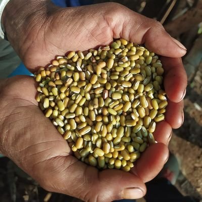 bioregion2536's profile picture. #ethnobotany #southindia
#heirloom #seeds