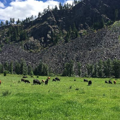 North Idaho Cattle Co. - A veterinarian-owned company committed to the care of animals and the preservation of nature through regenerative agriculture practices