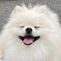 りん(ポメラニアン) (@lstnd38qa2pbwap) 's Twitter Profile Photo りん(ポメラニアン) (@lstnd38qa2pbwap) 's Twitter Profile Photo