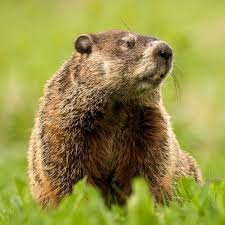 lyndon9018's profile picture. 