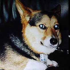 0628welshcorgi's profile picture. 