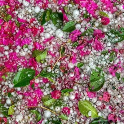 EL_Safri's profile picture. أحيائي 🔬