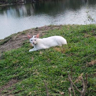 SanaMah56979062's profile picture. Living in Andaman and Nicobar Islands