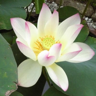 takeru_thihiro's profile picture. 🔴神社仏閣・風景・花・美術・博物館に興味あり🔴他者とのやり取りや相手名の入ったポストには「いいね」はしません❌公序良俗に反するもの・副業・詐欺・勧誘・エロ・グロ・宇宙人・スピリチュアル系は即ブロックします❌プロフィール欄無記載や無ポスト・リポストのみの方も即ブロックします❌承認欲求高めの人も即ブロックします