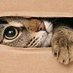 Gato de Schrödinger (@gdsamm_) Twitter profile photo Gato de Schrödinger (@gdsamm_) Twitter profile photo
