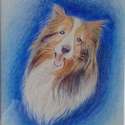 shelty0413's profile picture. 初代エル♂  初めての予防接種で虹の橋まで行き生還  １２歳で脳卒中  寝たきり１ヶ月半
２代目シュン♀  １歳からてんかん  毎日のお薬と時々発作  ５歳半で虹の橋を渡る
３代目リリィ♀  エルの後妻  １２歳のクリスマスイブにサンタさんのソリに乗って虹の橋を渡る
４代桜♀  リリィの転生🌸(^_^;)