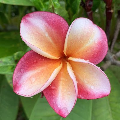 cloudy0302's profile picture. 虚弱ですが、好きな人と好きなことのために頑張ります。