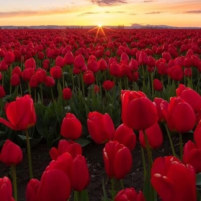 StrainDame's profile picture. Learning.