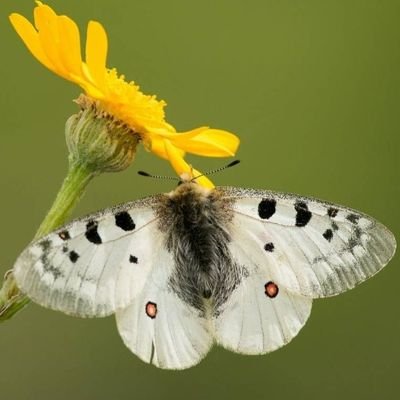 FaysalLC7's profile picture. I'm  coaching people how to earn  passively. #Content_Marketing,#SEO_expert AI#NFTs#WEB3.0#Editing#Python
#paid_writing
#video_editing_mixing #blogging