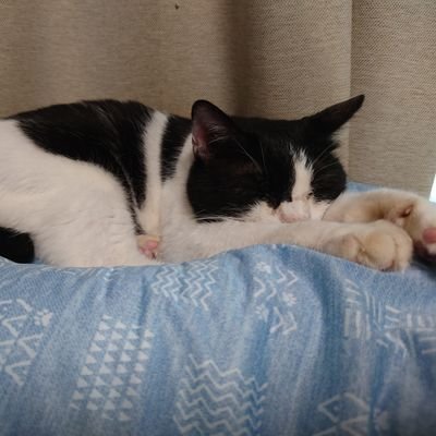 推しキャラ推しCPの短い文字書きして光合成する虚言狂言なんでもありなふざけた常緑広葉樹。レブル250or魔改造FIモンキーでそこらをぶらつくソロライダー【今のメイン:アサリリのラスバレ、🐴娘】