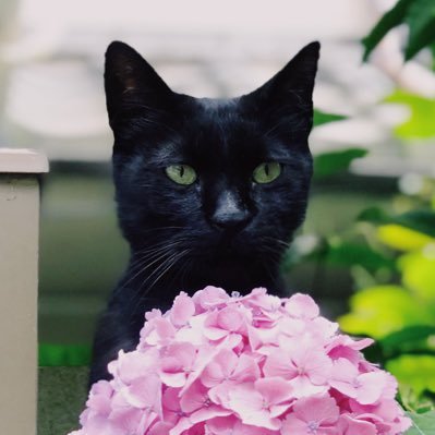 kineticalized's profile picture. 映画/音楽垢です。90’s cinéphile. My favorite is → 1)OK Computer 2) John Lennon/Plastic Ono Band 3) Let It Bleed. 自転車乗りです🚴‍♀️飼い猫2匹🐈