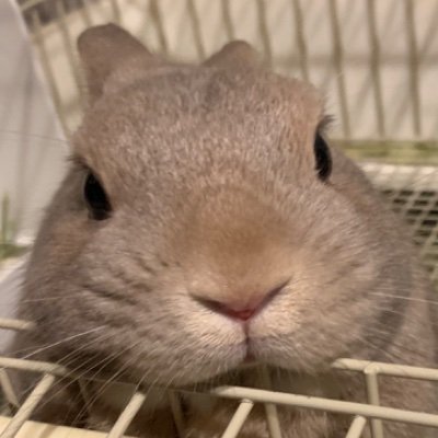 ミステリ、鉱物、ディズニー、うさぎ🐰好きです！

無言フォロー失礼します🐰💦