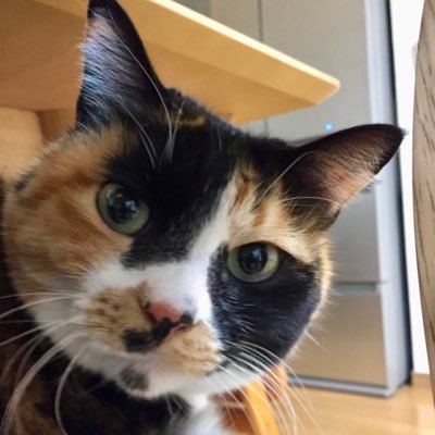 jackalsue's profile picture. 東京・神楽坂の出版社「かや書房」の編集者です。
✨これ1冊でChatGPTがわかる✨
『世界一やさしいChatGPT「超」入門』編集担当しました。
🔰初心者必見のやさしい解説
🎁保存版3大付録
①超便利プロンプト集
②聞き方チェンジカード
③画像の頼み方ワード集
Amazon👉https://t.co/Mma6lauTD4