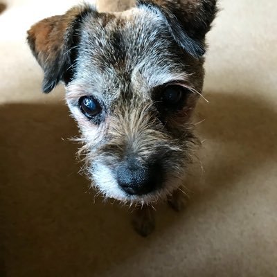 Lover of border terriers. Essex girl who retired to Dorset in 2016 with border terrier Twizzle. She 🌈WORB March 2021 at over 17 years old.