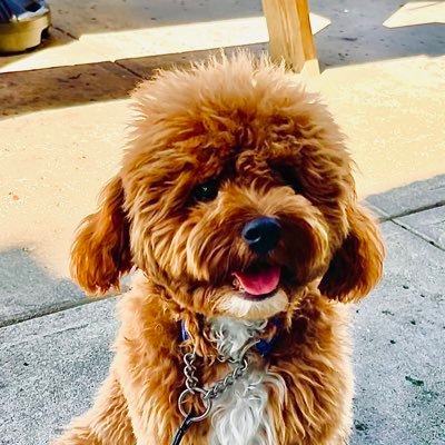 mischief1967's profile picture. 