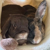 Toffee & Gimli 🐇, Chewie the long-tailed bunny 🐶(@mrsbunnyw) 's Twitter Profile Photo