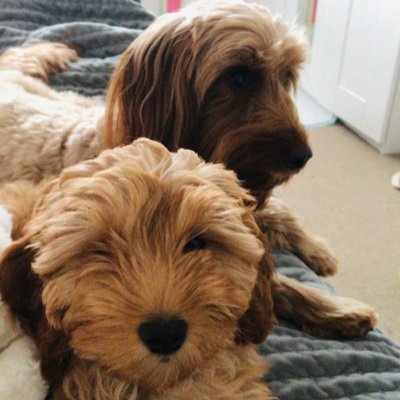 InpCocoCookie's profile picture. 