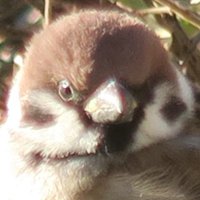 特攻P (@itosect) 's Twitter Profile