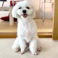 マルパピのハピ(@Doggo_MalPapi) 's Twitter Profile Photo